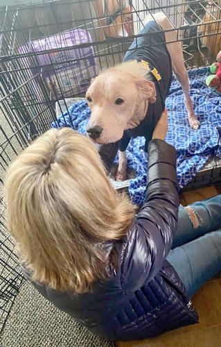 Abandoned dog finds forever home in Rochester | Local news |  