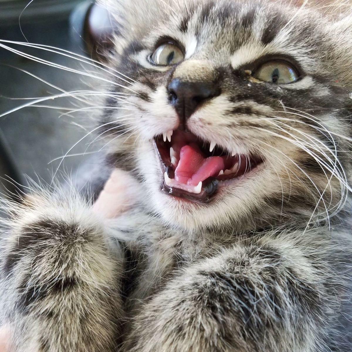 Peru officer rescues drowning kitten from Wabash River | News | kokomotribune.com