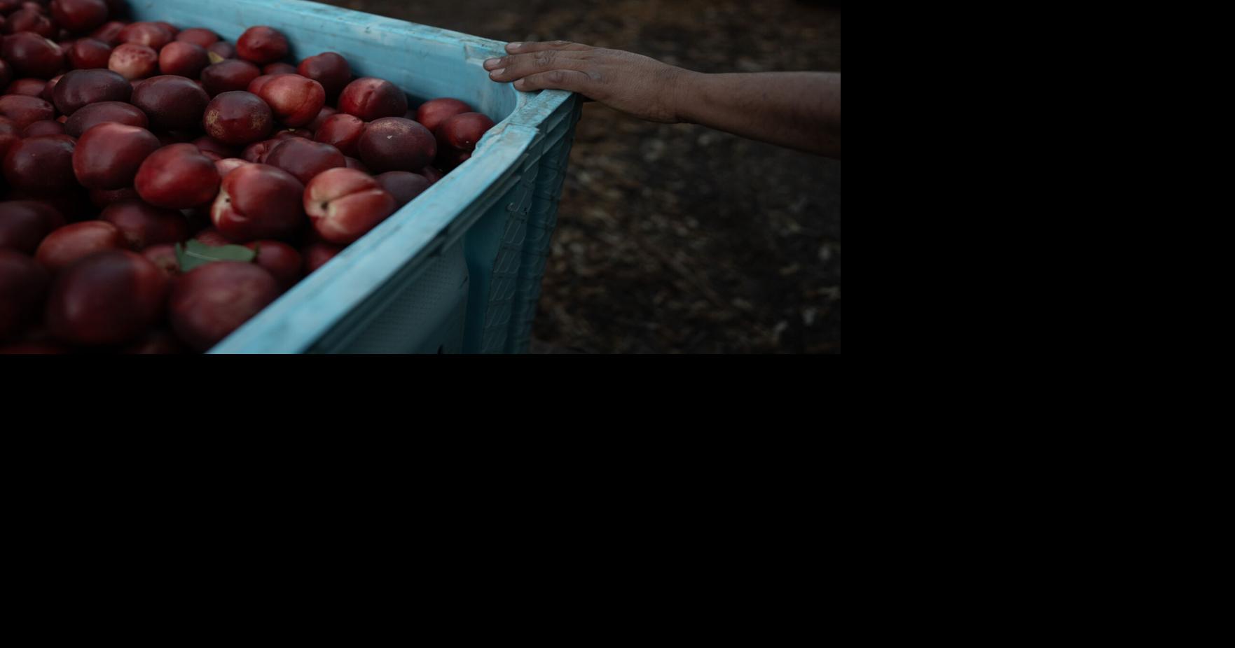 A California farmer gives away free nectarines amid a dispute over exclusive rights, in photos