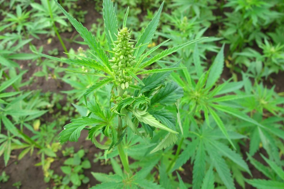 Hemp Hits Howard County Local Grower Plants Area S First Crop But Will The Commodity Live Up To The Hype Local News Kokomotribune Com