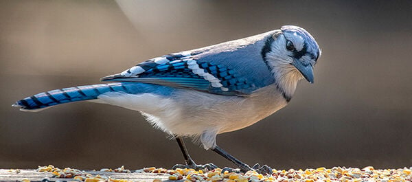 Beak of the Week: Identifying Washington's 'blue' jays