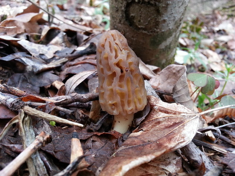 Parks let mushroom hunters forage offtrail Local news