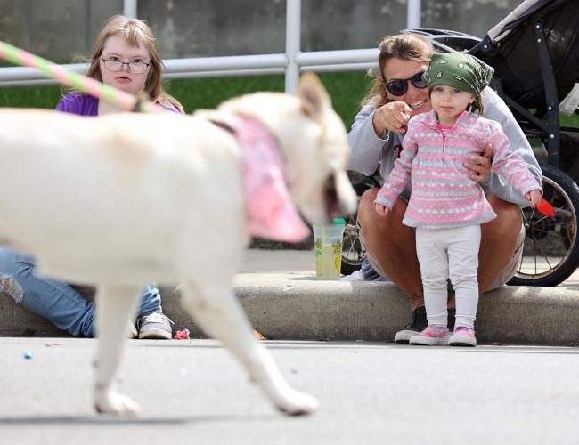 PHOTOS Tipton Pork Fest parade News