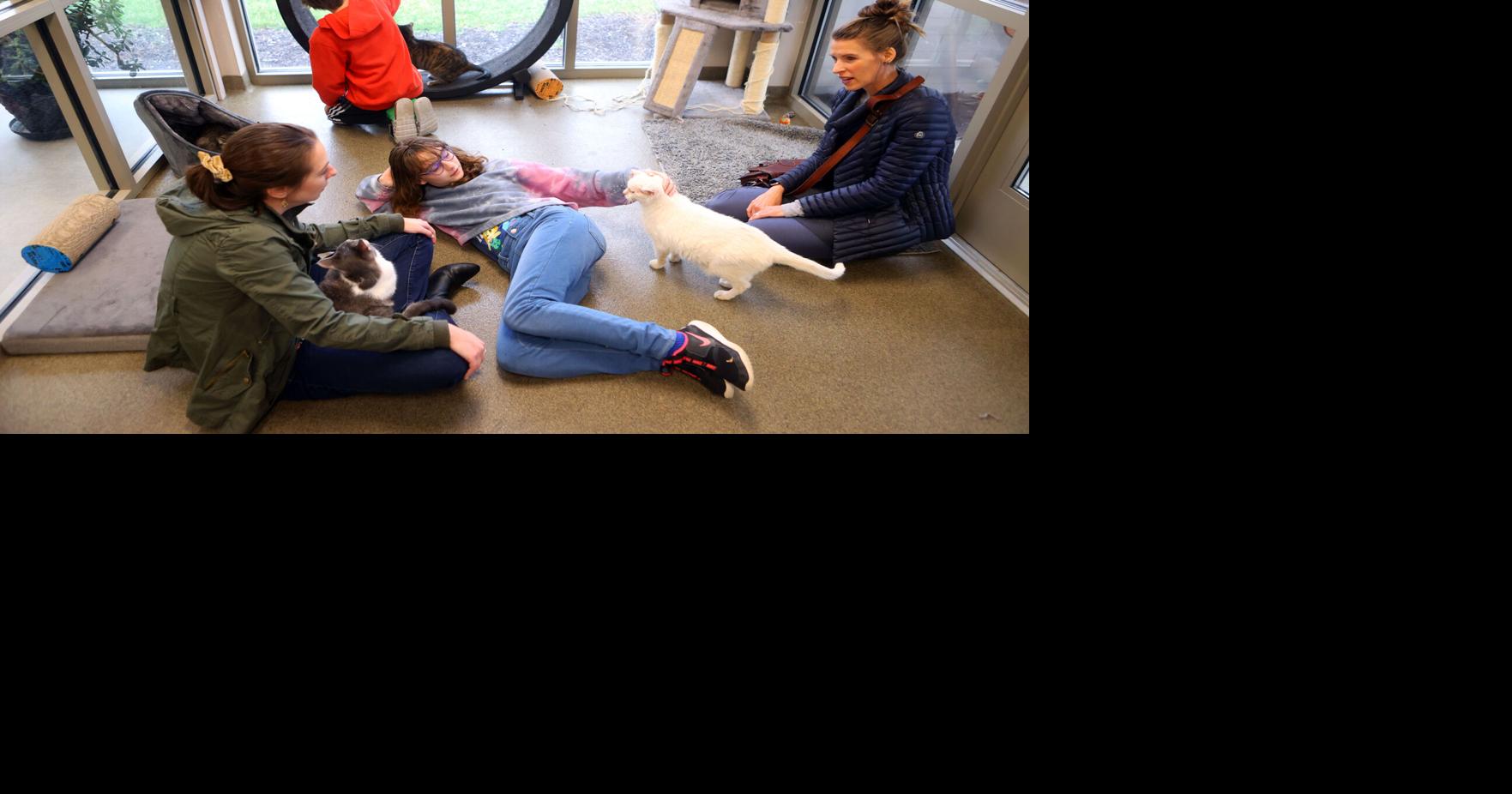 PHOTOS Kokomo Humane Society's Cat Cafe News