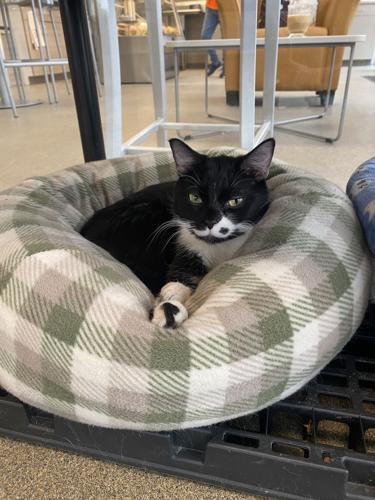 Pet of the week, Jan. 28, 2023