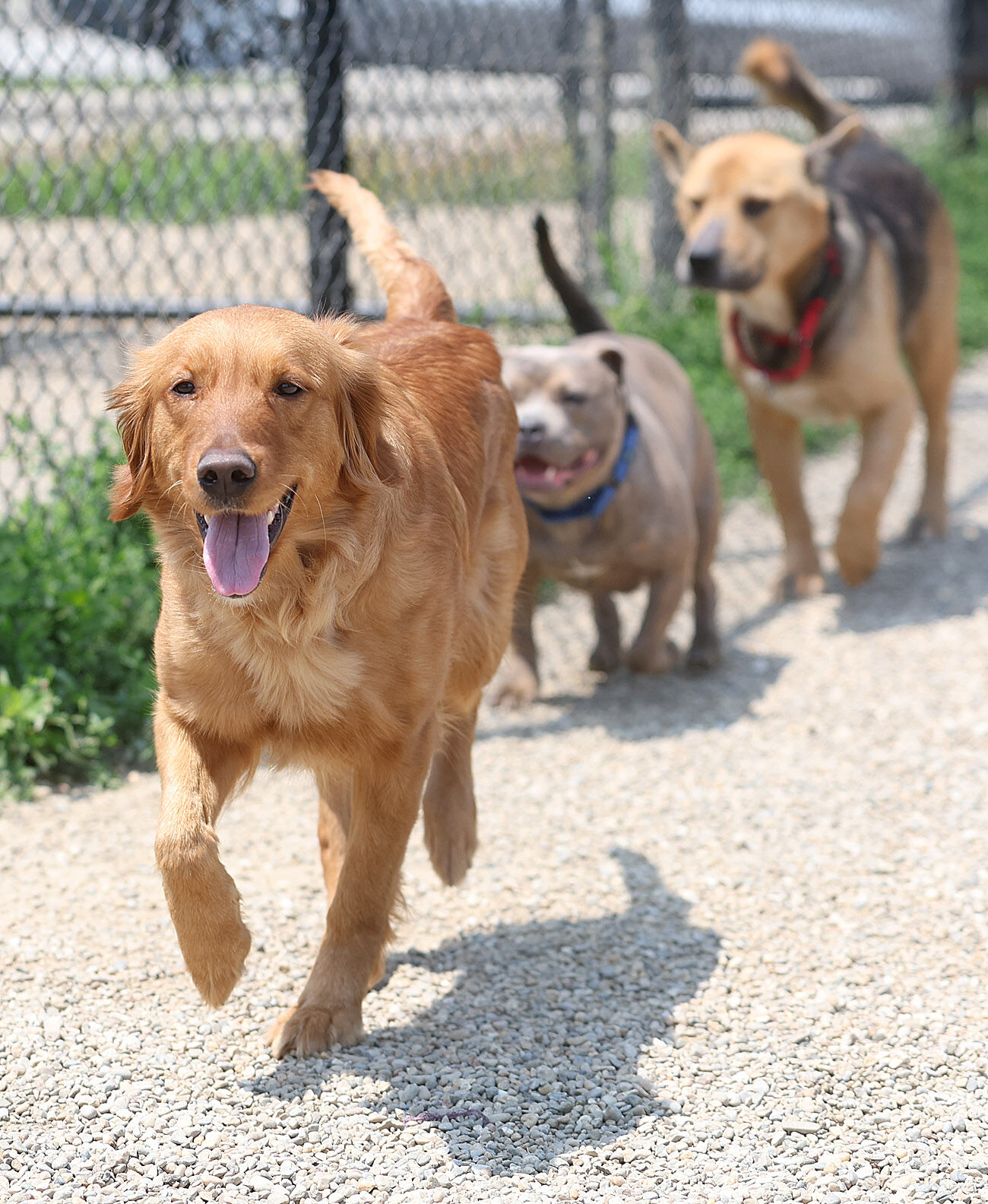 Kokomo Humane Society still managing outbreak, not taking animals ...
