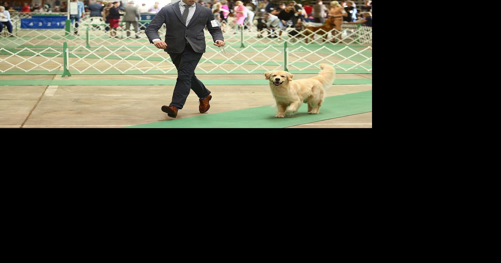 PHOTO GALLERY Kokomo Kennel Dog Show News