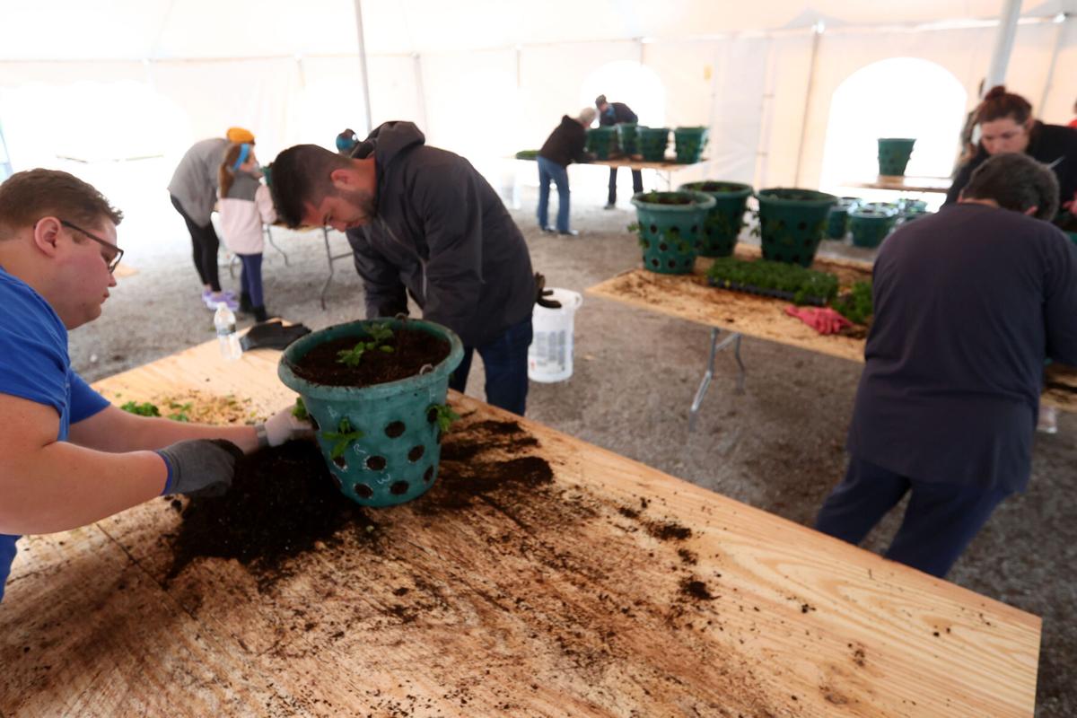 Flower Basket Planting 08.JPG