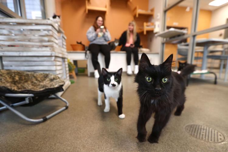 Humane Society’s Cat Café reopens with extended menu, hours Features