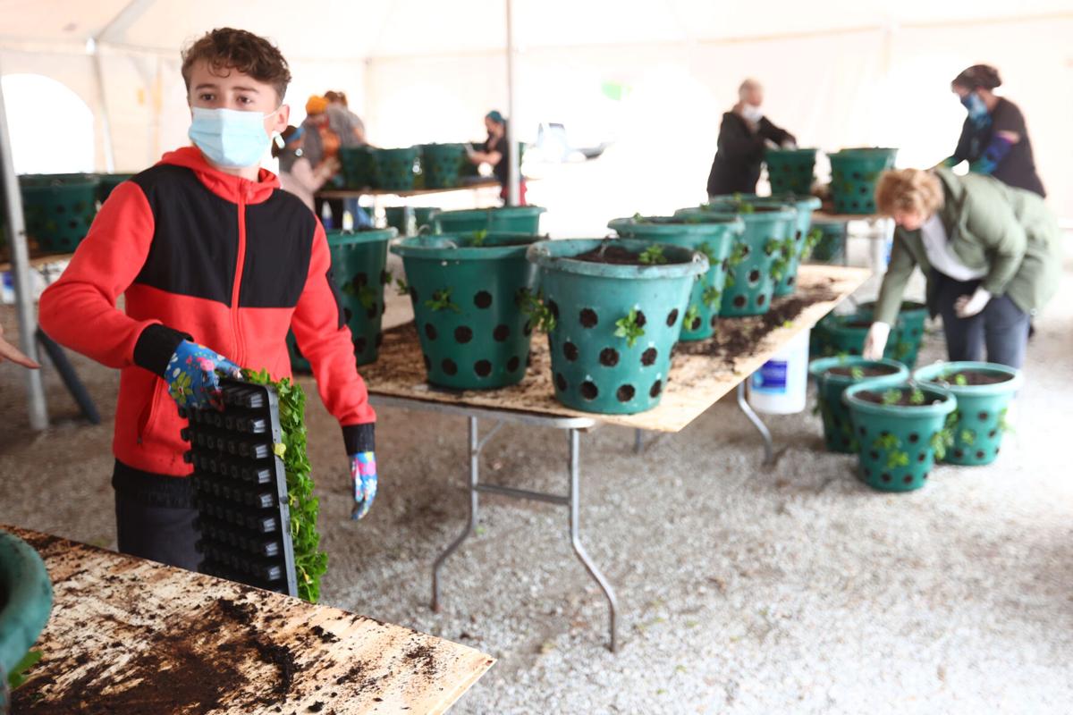 Flower Basket Planting 09.JPG
