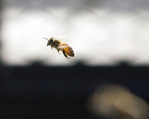 State gets busy saving its bees News