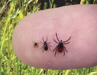 Study Indiana Has Many Ticks That May Carry Lyme Disease News Kokomotribune Com