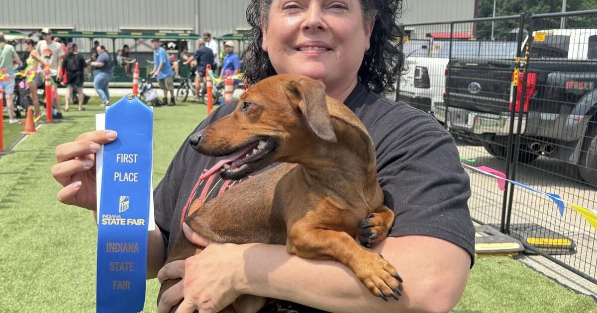 Skinny Lenny wins the Indiana State Fair's latest doxie derby