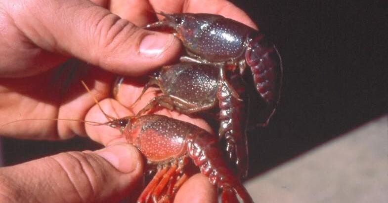 MARTINO: What happened to soft craws?