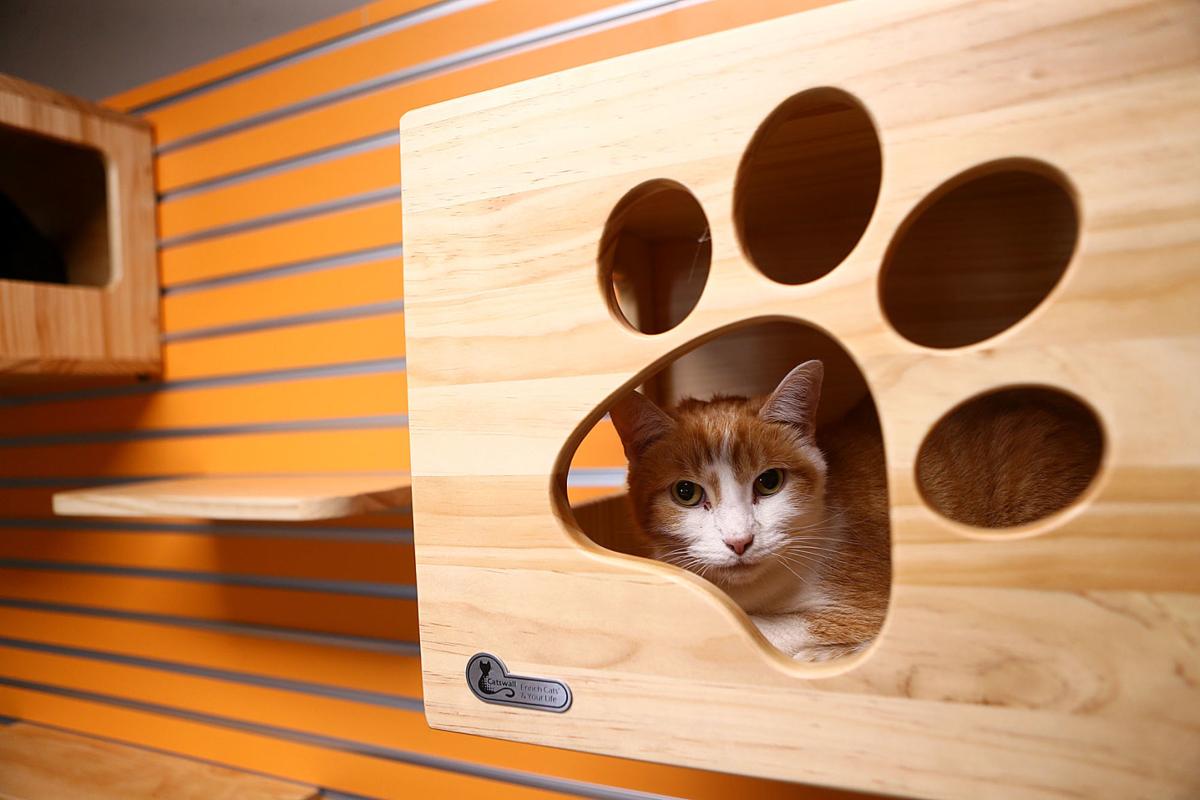 Kokomo Humane Society News