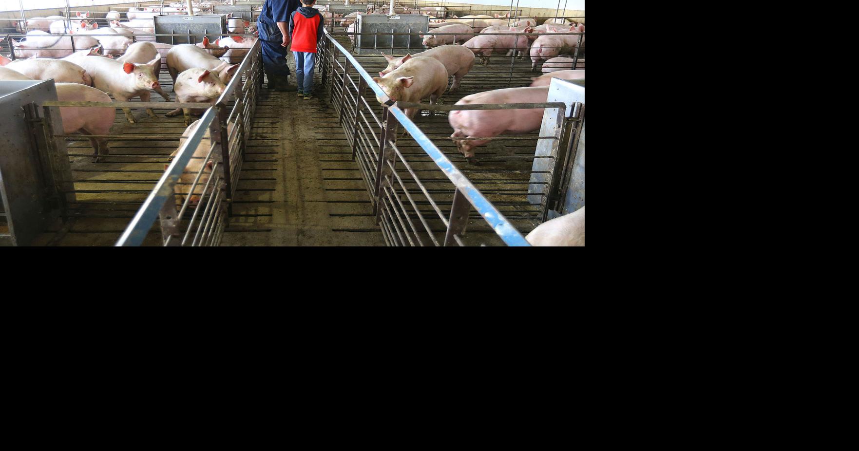 A kick in the teeth': Local hog farmers devastated by pork