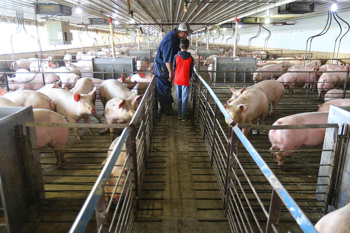 A kick in the teeth': Local hog farmers devastated by pork