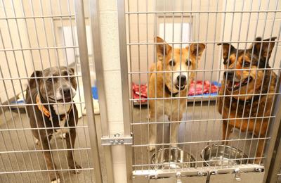 Tipton officials push to open city's first animal shelter | Local news |  