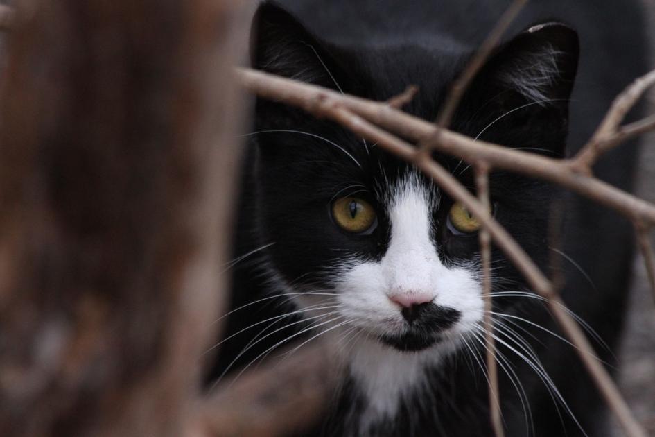 Kitten Madness Kokomo Community Cats Offers Free Spay Neuter