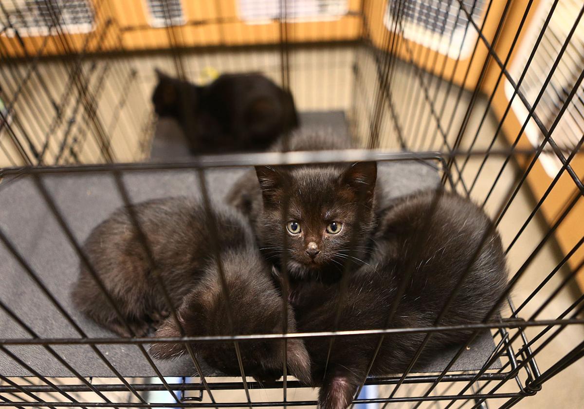 Kokomo Humane Society News