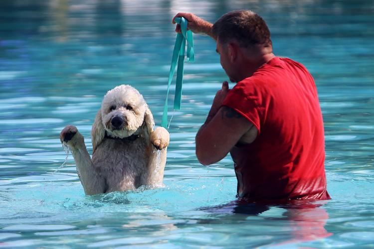 Pooches in the Pool draws big crowd to close out Kokomo Beach season