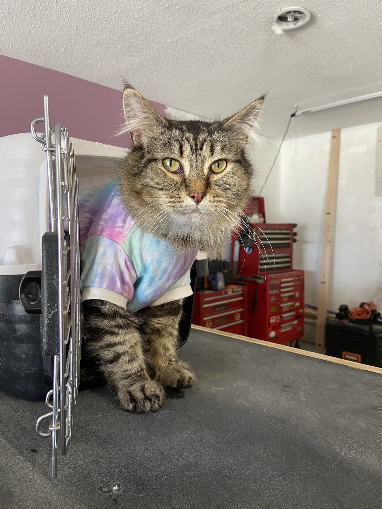 Scratching post cat store rescue