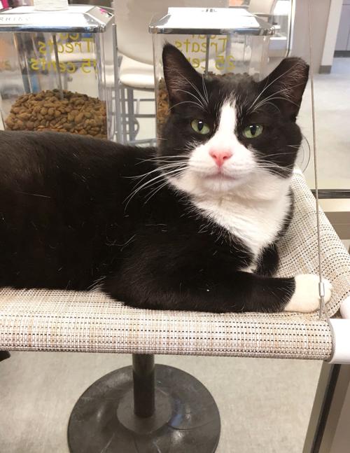 Pet of the Week, Dec. 7, 2019