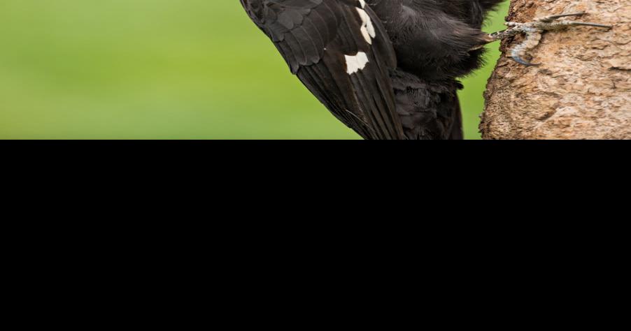 MARTINO: Pileated woodpeckers make presence known | Sports