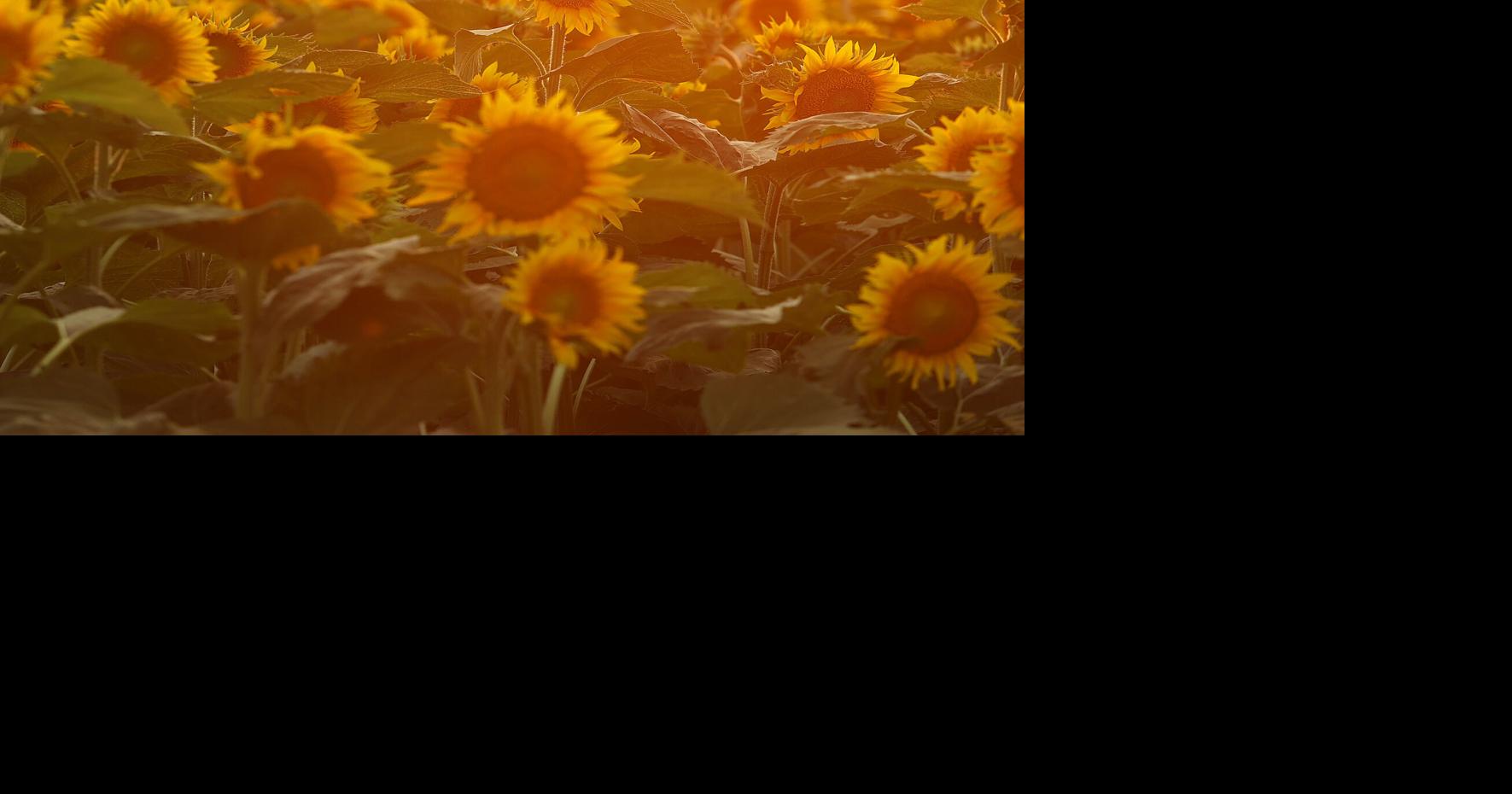 PHOTOS Converse sunflower field News