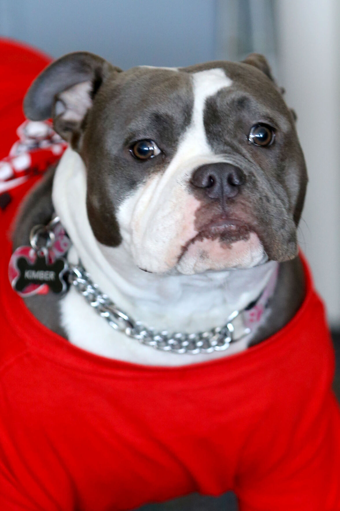 TES Therapy dog 05.JPG