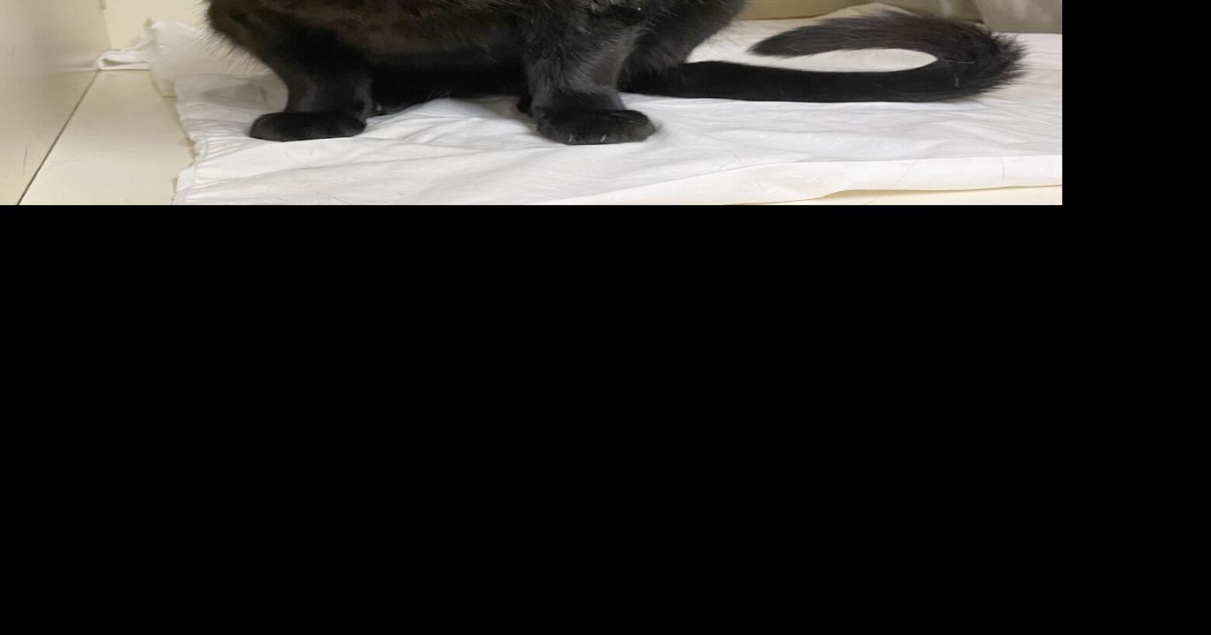 Pet of the week, July 9, 2022