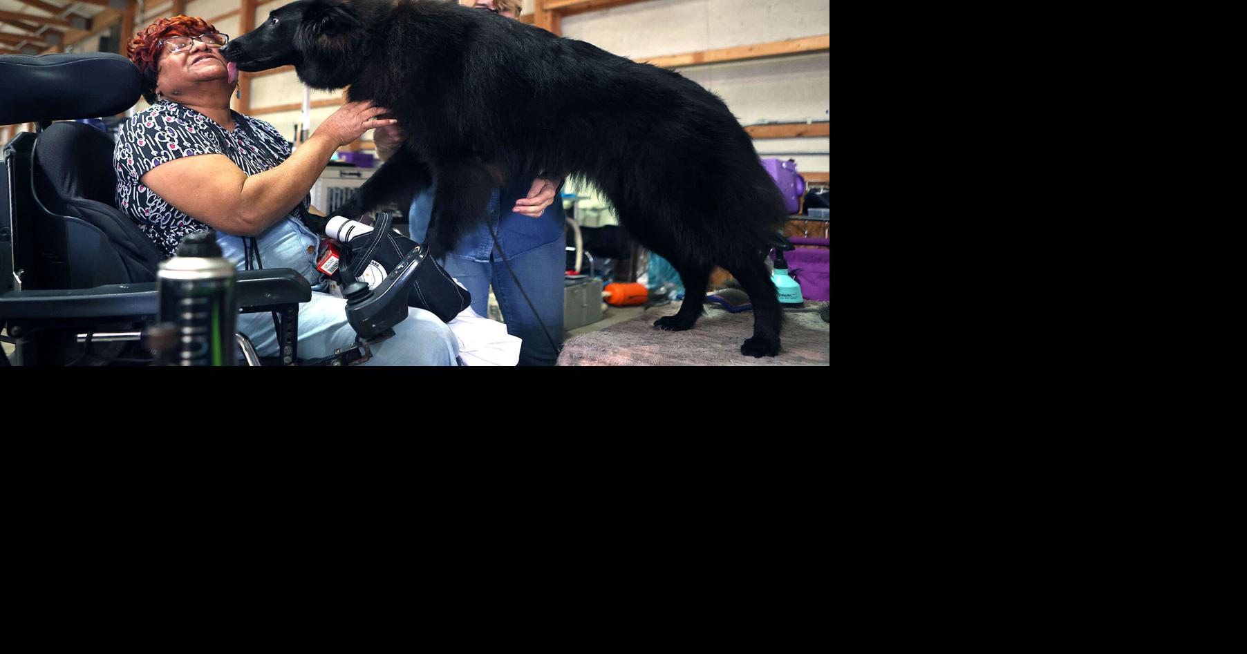 PHOTOS Kokomo Kennel Club dog show News