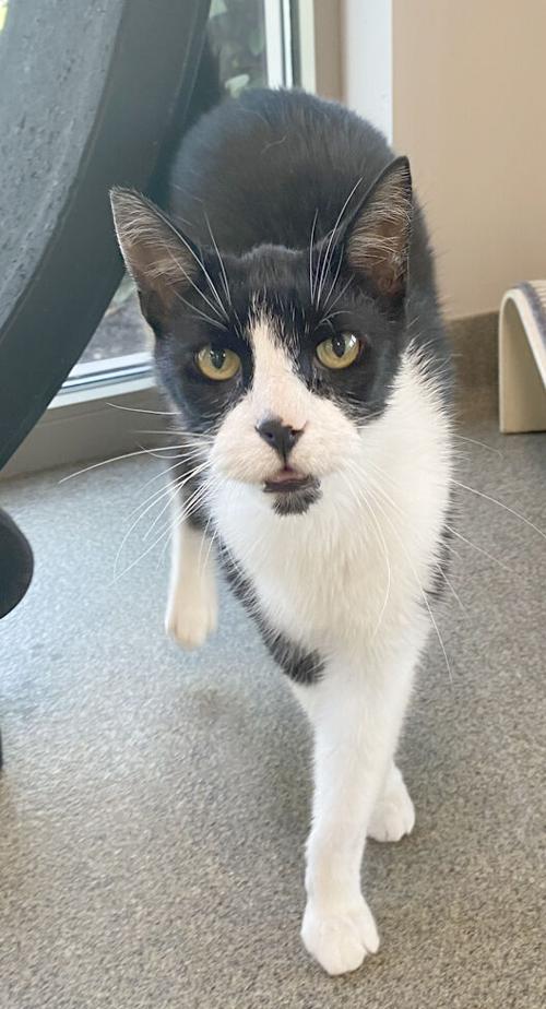 Pet of the week, Oct. 9, 2021