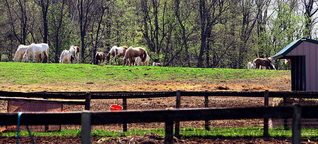 Narrow Gate Horse Ranch to offer therapeutic riding to atrisk youth