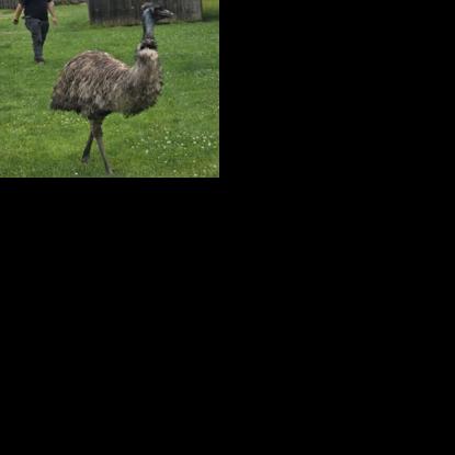 Emus on the run: Big birds escape flood; some still on the loose in Illinois
