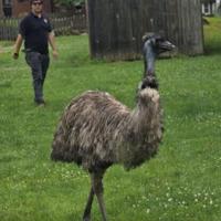Emus on the run: Big birds escape flood; some still on the loose in Illinois
