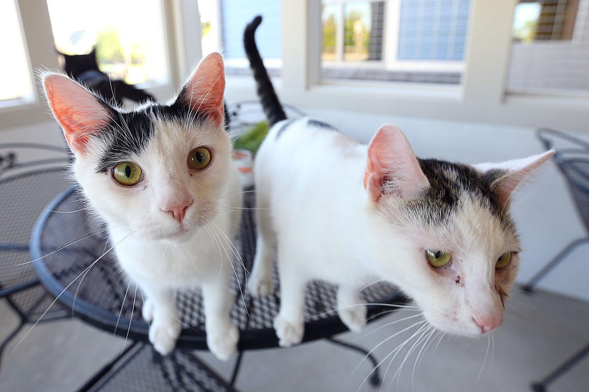 Feline fine Kokomo Humane Society s highly anticipated Feline fine Kokomo Humane Society s highly anticipated