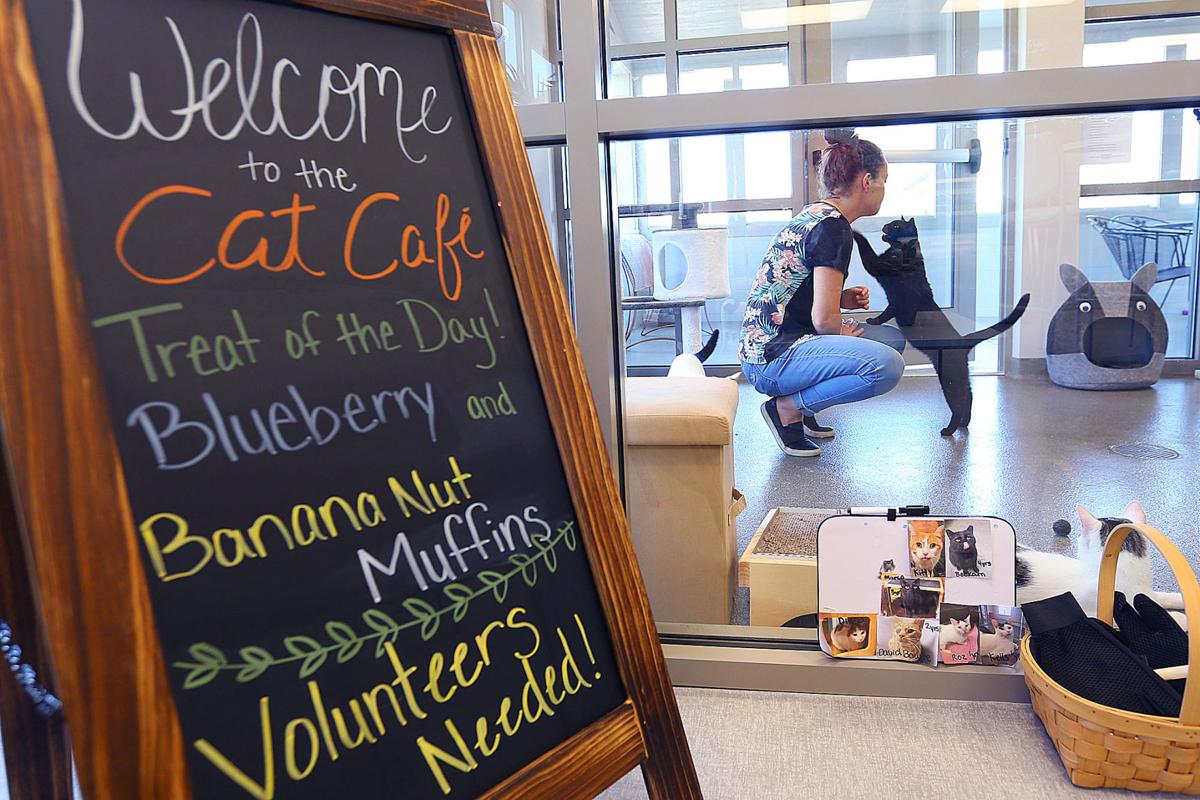 Feline fine Kokomo Humane Society's highly anticipated Cat Cafe opens