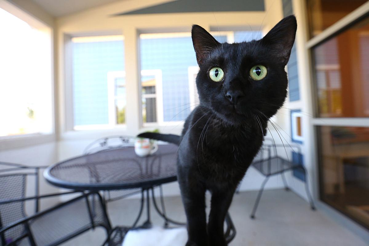 Feline fine Kokomo Humane Society s highly anticipated Feline fine Kokomo Humane Society s highly anticipated