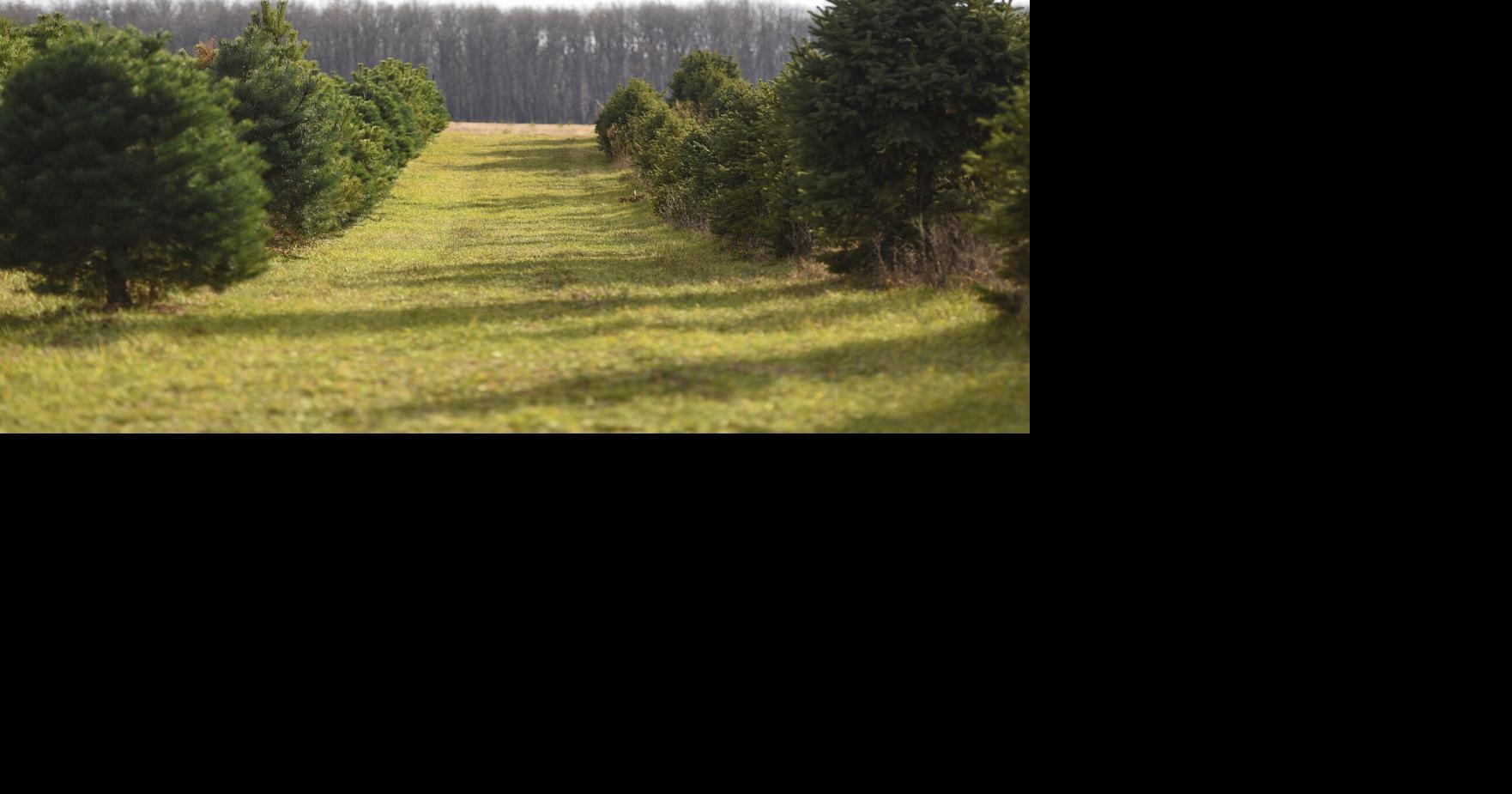 Christmas amid COVID Tree farms open, but are taking precautions Local news