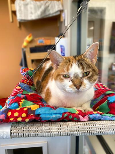 Pet of week