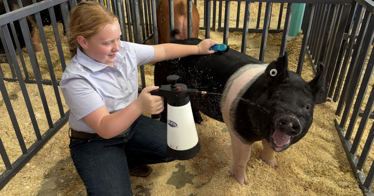 Livestock Auction marks unofficial end to 4-H fair