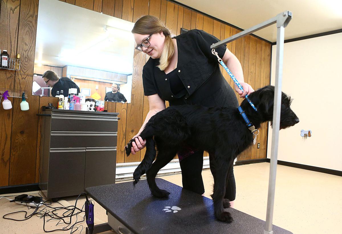 Shaggy Chique Pet Salon News Kokomotribune Com