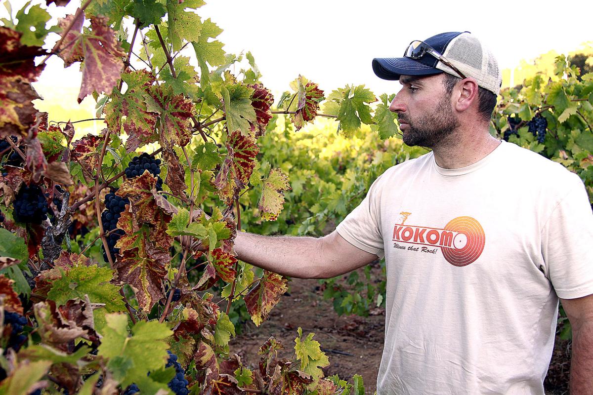 Homegrown Winemaker Local News Kokomotribune Com