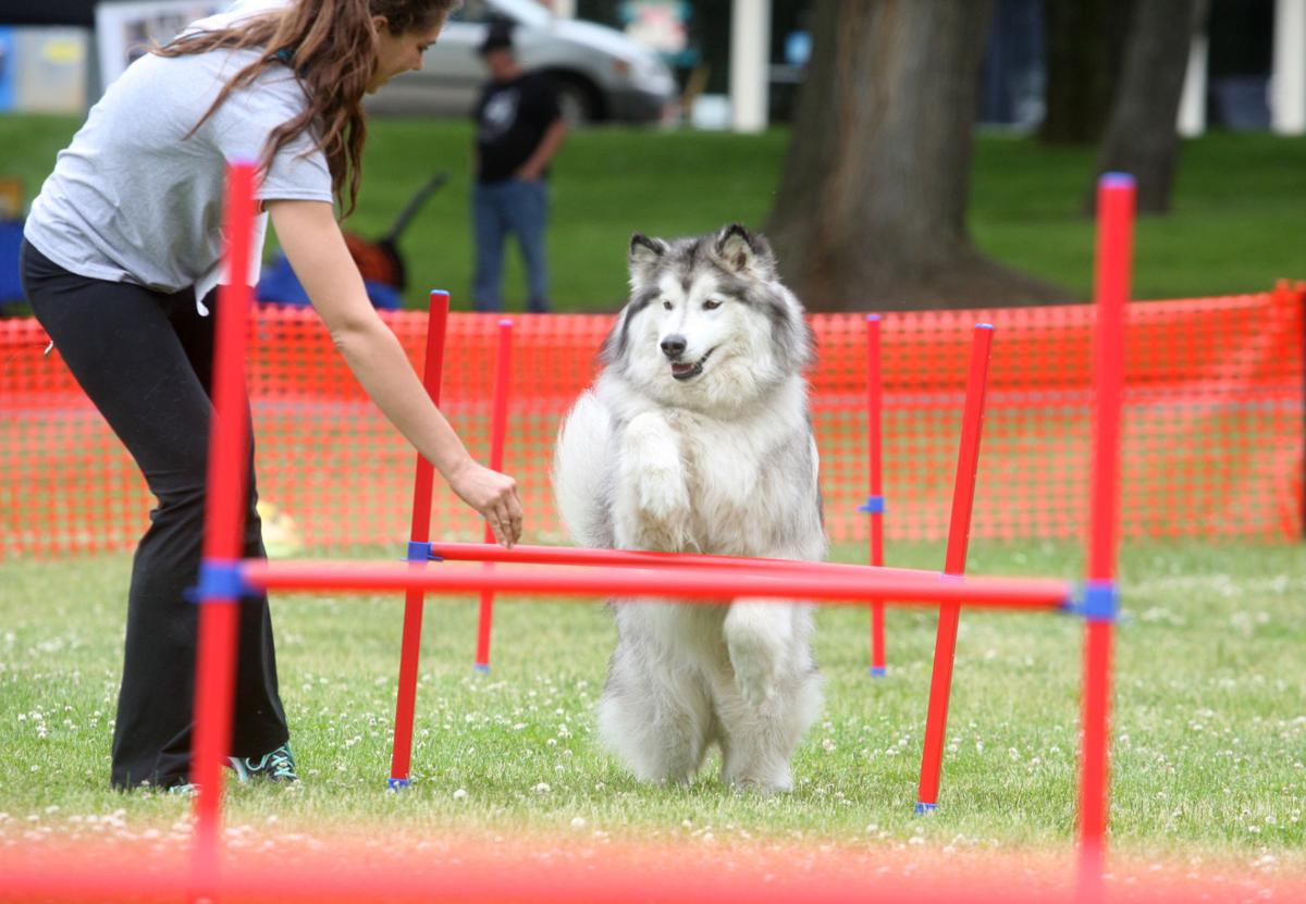4 Precious Paws hosts first Dog Olympics News