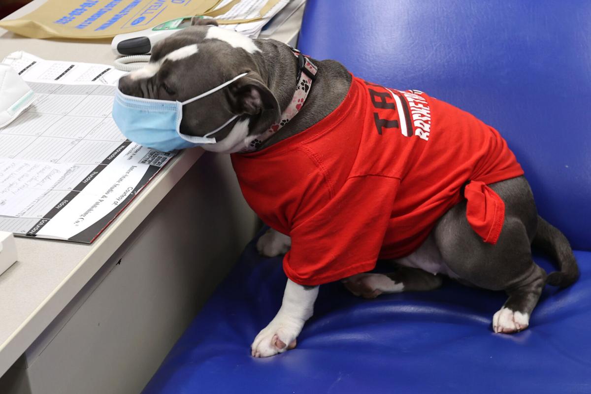 TES Therapy dog 10 WEB ONLY.JPG