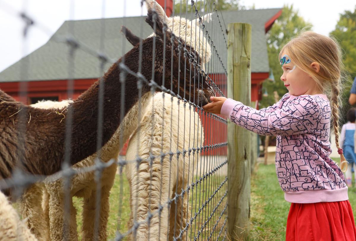 Fall 4 Alpacas Farm Day 01.jpg