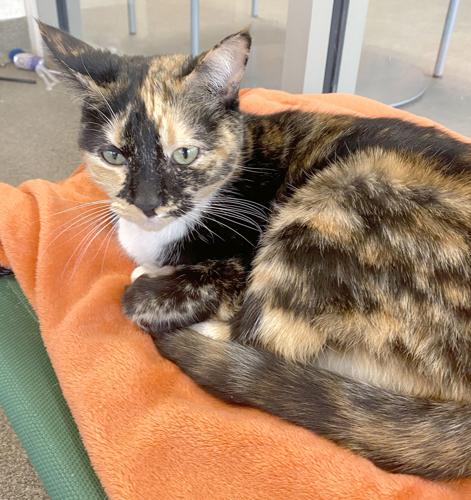 Pet of the week, Feb. 4, 2023