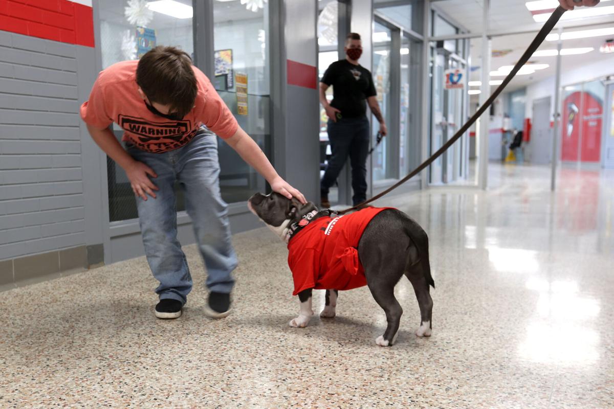 TES Therapy dog 11 WEB ONLY.JPG