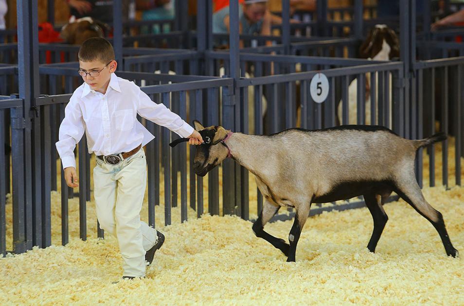 Stubborn and full of personality: 4-H goats entertain at the county ...